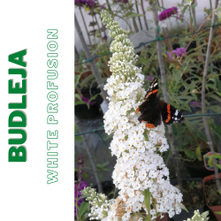 Budleja "White Profusion"